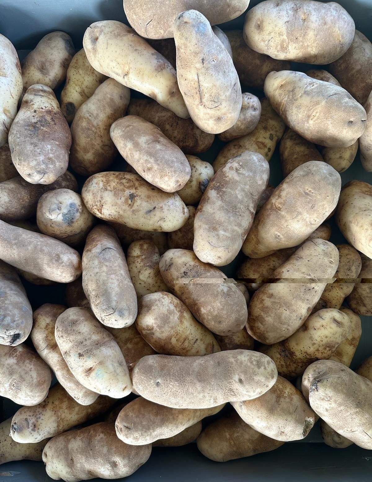 Russet Potato Display